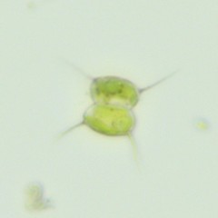 Scenedesmaceae