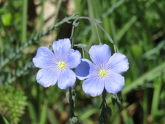 Linum perenne