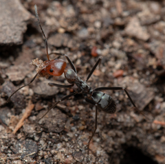 Iridomyrmex rubriceps
