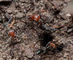 Iridomyrmex rubriceps