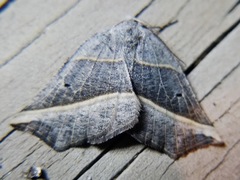 Metanema determinata