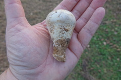 Catathelasma ventricosum