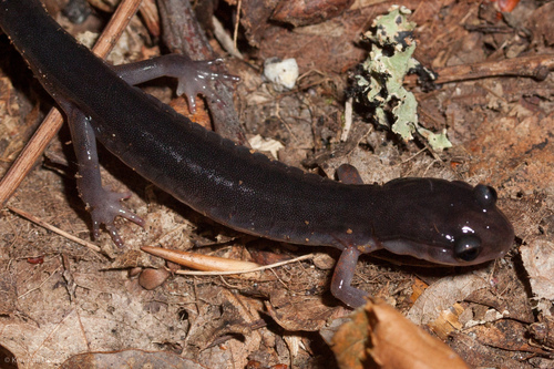 Plethodon shermani