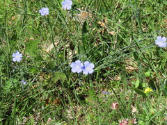 Linum perenne
