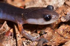 Plethodon shermani