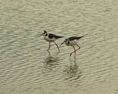 Himantopus mexicanus melanurus