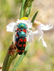Castiarina bicolor