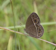 Brakefieldia simonsii