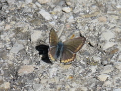Polyommatus bellargus