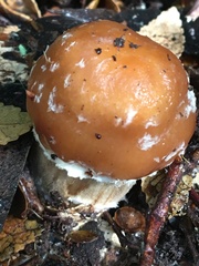 Cortinarius armeniacovelatus