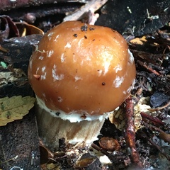 Cortinarius armeniacovelatus