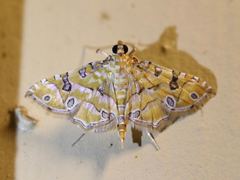 Ommatospila narcaeusalis