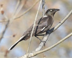 Quiscalus quiscula