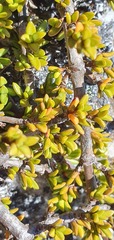 Coprosma fowerakeri