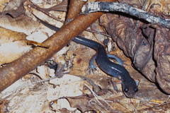 Plethodon shermani