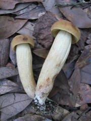 Leccinellum rugosiceps