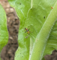 Cosmoclopius nigroannulatus