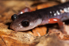 Plethodon shermani
