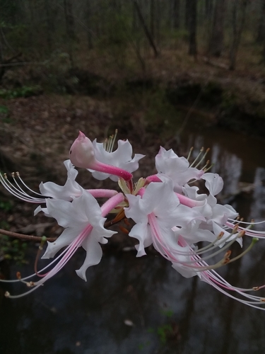 mountain azalea (Rhododendron canescens)