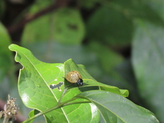 Aegithus burmeisteri