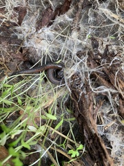 Batrachoseps gregarius