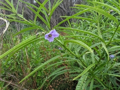 Solanum vescum
