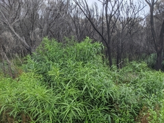 Solanum vescum