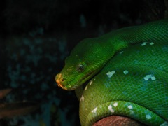 Corallus caninus