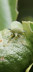 Biprorulus bibax