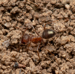 Melophorus bruneus