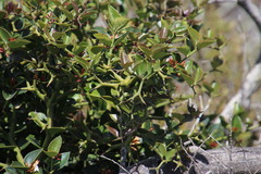 Carissa bispinosa