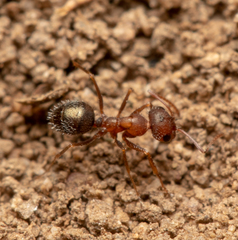 Melophorus bruneus