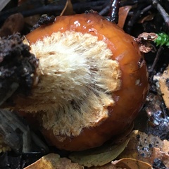 Cortinarius perfoetens