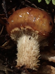 Cortinarius perfoetens