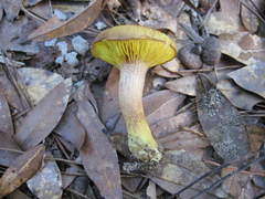 Phylloporus foliiporus