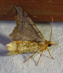 Macaria aequiferaria