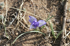 Iris lactea