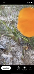 Eschscholzia californica