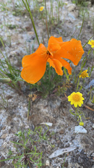 Eschscholzia californica