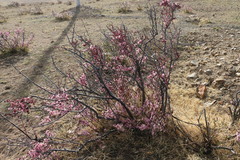 Prunus mongolica