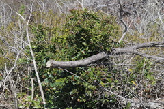 Carissa bispinosa