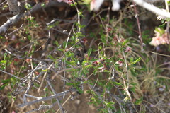 Prunus mongolica