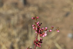 Prunus mongolica