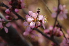 Prunus mongolica