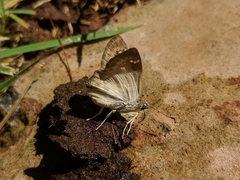 Polyctor polyctor