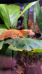 Correlophus