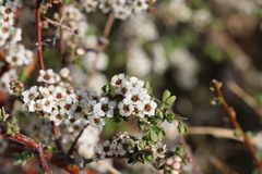 Spiraea aquilegifolia