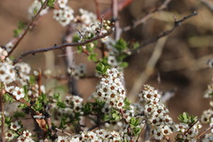 Spiraea aquilegifolia