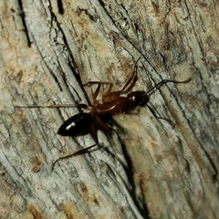 Camponotus inaequalis