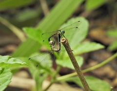 Nannophlebia eludens